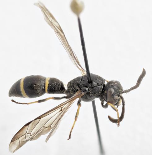 Symmorphus allobrogus